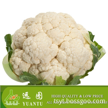 High quality fresh cauliflower and hot sale vegetables